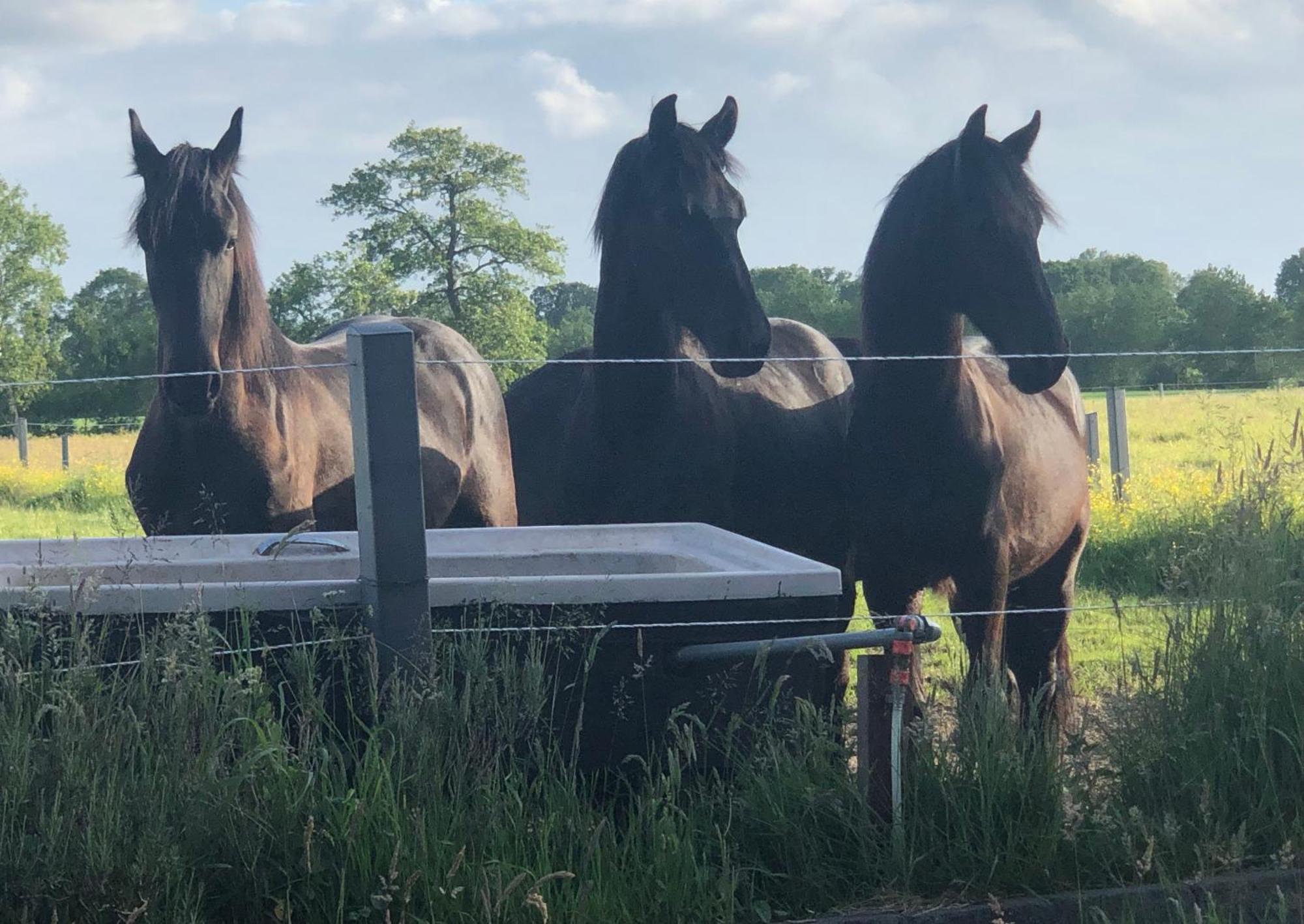 The Black Horse B&B & More Drachten Ngoại thất bức ảnh